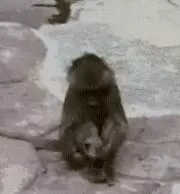 狗嚇狗，嚇死狗，貓嚇貓，嚇死貓
