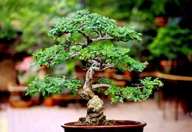 盆景初入門——樹樁盆景觀賞面的確定和枝的布局原則(二)