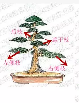 盆景初入門——樹樁盆景觀賞面的確定和枝的布局原則(二)