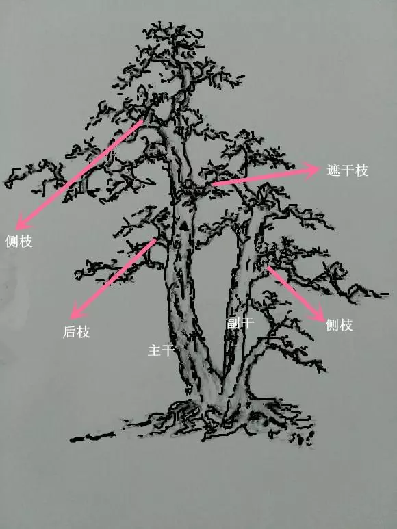 盆景初入門——樹樁盆景觀賞面的確定和枝的布局原則(二)