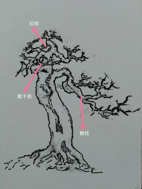 盆景初入門——樹樁盆景觀賞面的確定和枝的布局原則(二)