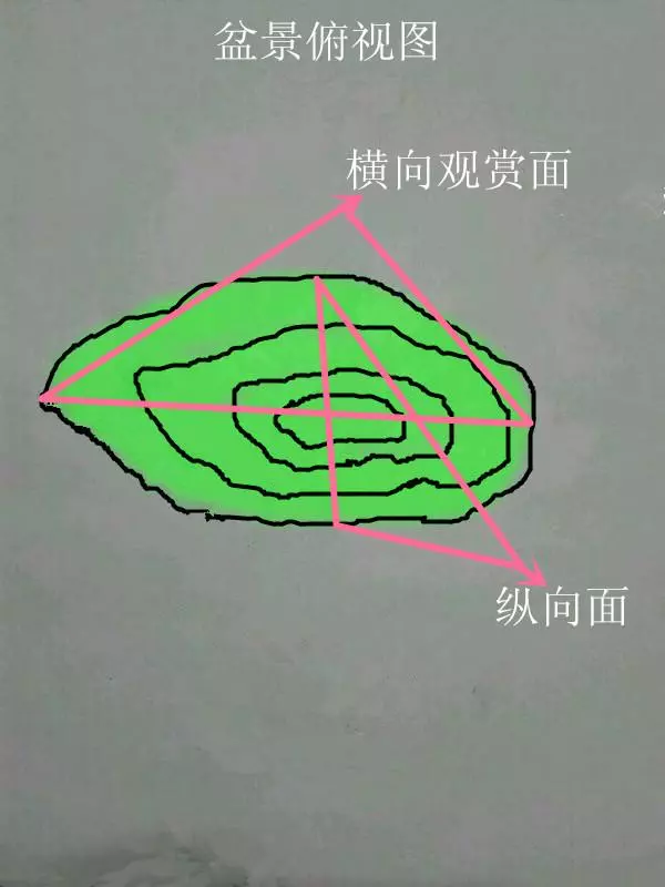 盆景初入門——樹樁盆景觀賞面的確定和枝的布局原則(二)