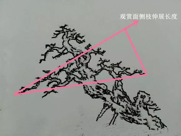 盆景初入門——樹樁盆景觀賞面的確定和枝的布局原則(二)