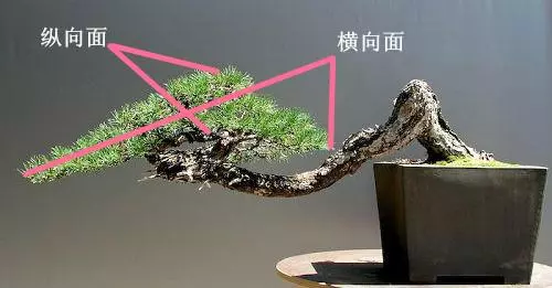 盆景初入門——樹樁盆景觀賞面的確定和枝的布局原則(二)