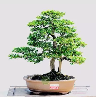 盆景初入門——樹樁盆景觀賞面的確定和枝的布局原則(二)