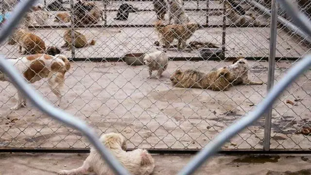 同情流浪狗之前,你一定要先看這個