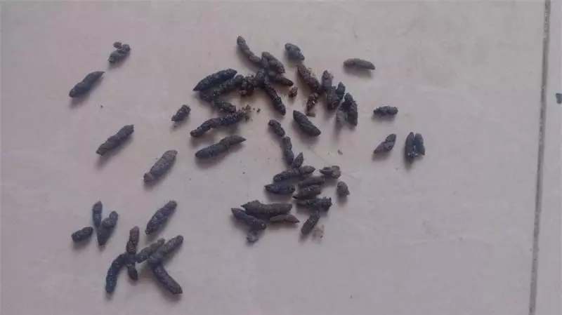 檳城人最常去的餐廳有老鼠大便!!!