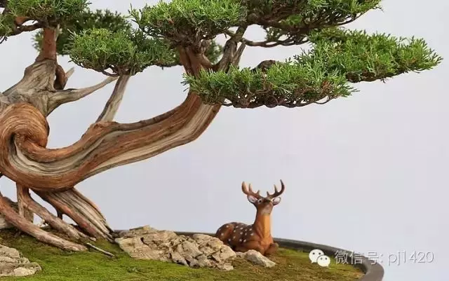 盆上美景,神奇的點睛之筆!