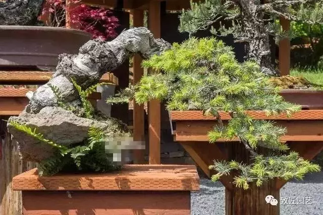 盆景早已走向世界 看看外國人怎樣玩盆景