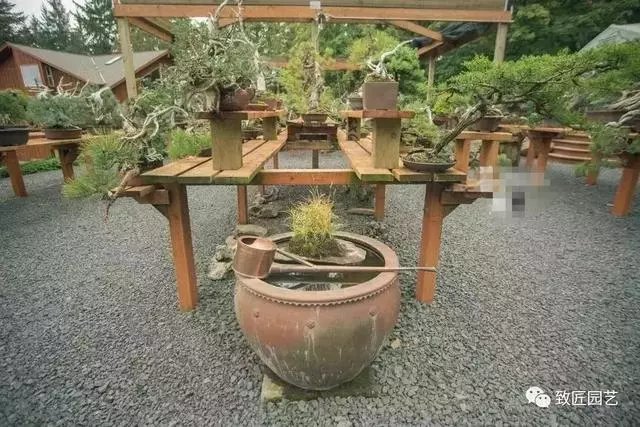 盆景早已走向世界 看看外國人怎樣玩盆景