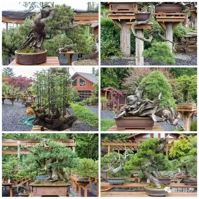 盆景早已走向世界 看看外國人怎樣玩盆景