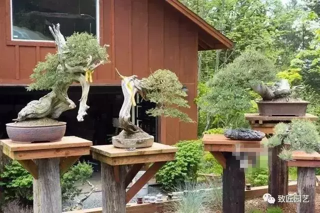 盆景早已走向世界 看看外國人怎樣玩盆景