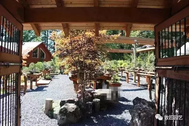 盆景早已走向世界 看看外國人怎樣玩盆景