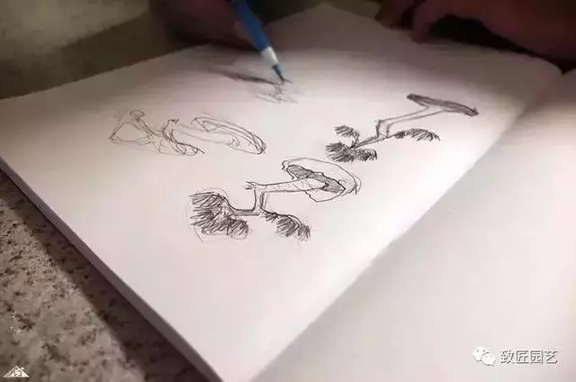 盆景早已走向世界 看看外國人怎樣玩盆景