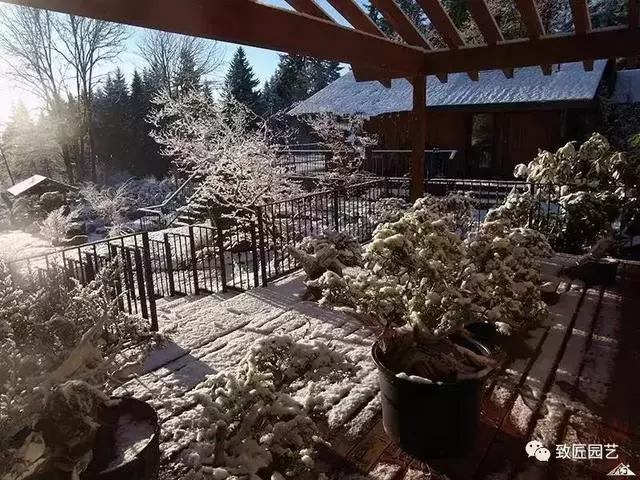 盆景早已走向世界 看看外國人怎樣玩盆景