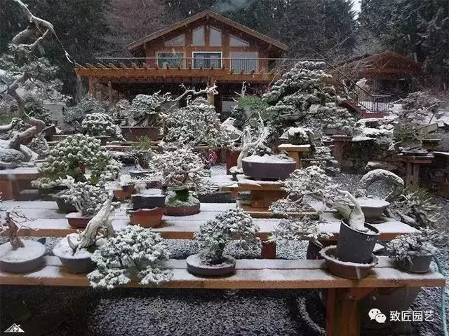 盆景早已走向世界 看看外國人怎樣玩盆景
