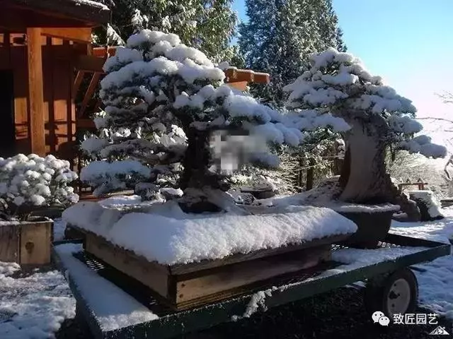 盆景早已走向世界 看看外國人怎樣玩盆景