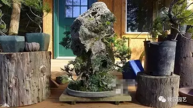 盆景早已走向世界 看看外國人怎樣玩盆景