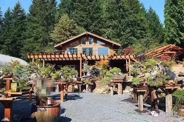 盆景早已走向世界 看看外國人怎樣玩盆景