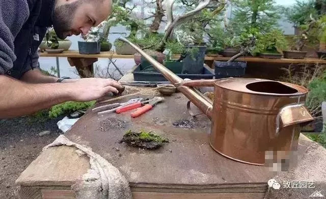 盆景早已走向世界 看看外國人怎樣玩盆景