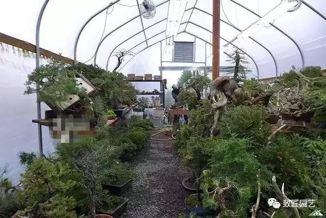 盆景早已走向世界 看看外國人怎樣玩盆景