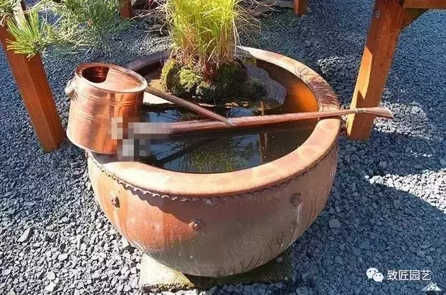 盆景早已走向世界 看看外國人怎樣玩盆景