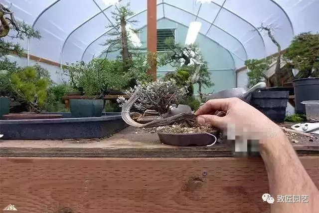 盆景早已走向世界 看看外國人怎樣玩盆景