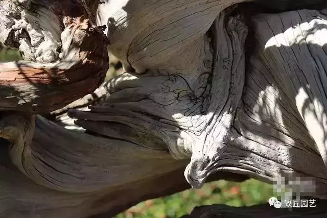 盆景早已走向世界 看看外國人怎樣玩盆景