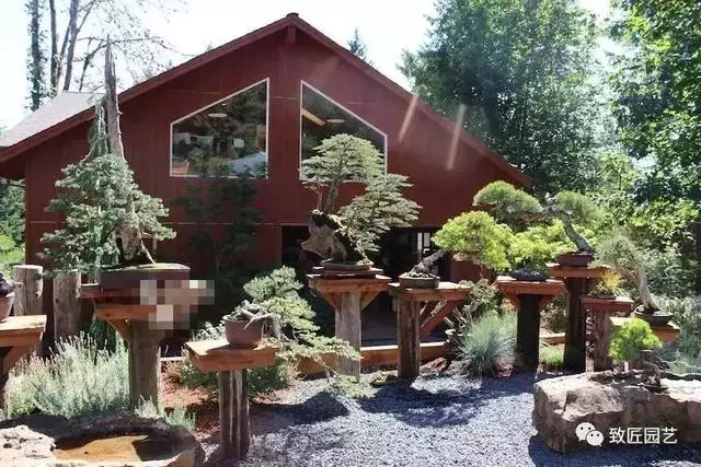 盆景早已走向世界 看看外國人怎樣玩盆景