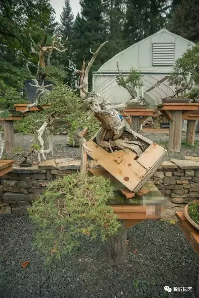 盆景早已走向世界 看看外國人怎樣玩盆景