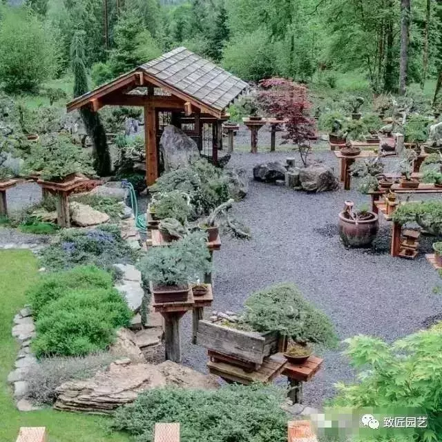 盆景早已走向世界 看看外國人怎樣玩盆景