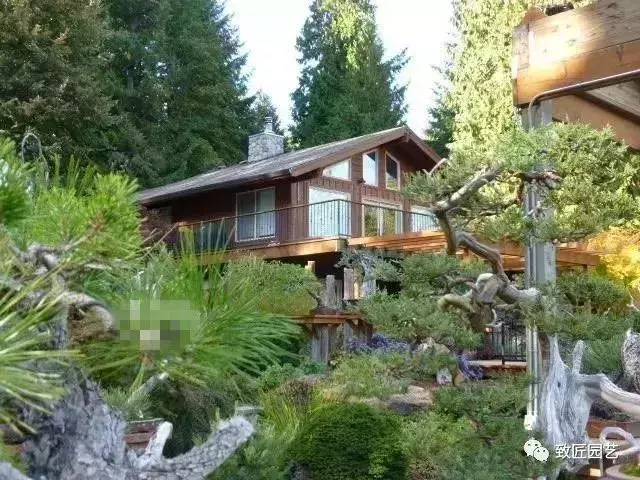盆景早已走向世界 看看外國人怎樣玩盆景