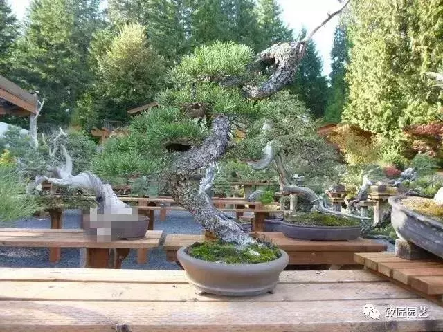 盆景早已走向世界 看看外國人怎樣玩盆景