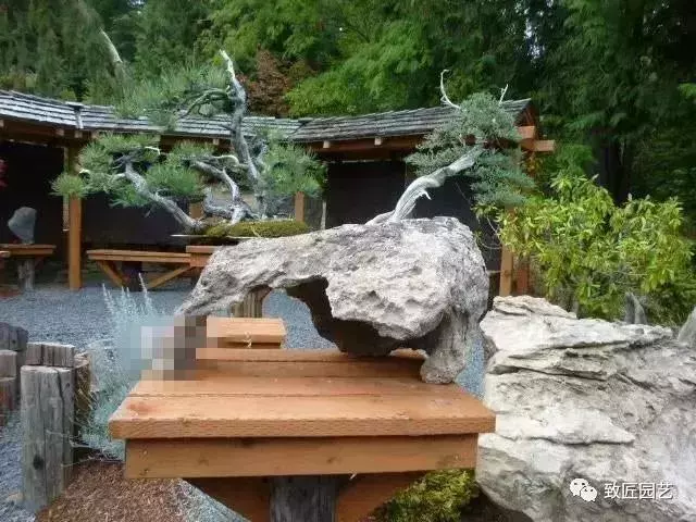 盆景早已走向世界 看看外國人怎樣玩盆景