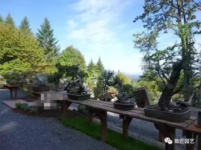 盆景早已走向世界 看看外國人怎樣玩盆景