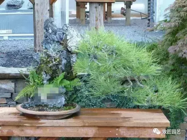 盆景早已走向世界 看看外國人怎樣玩盆景