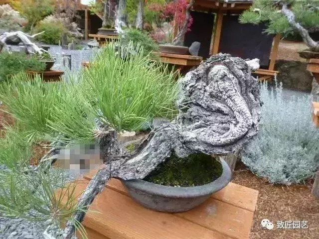 盆景早已走向世界 看看外國人怎樣玩盆景