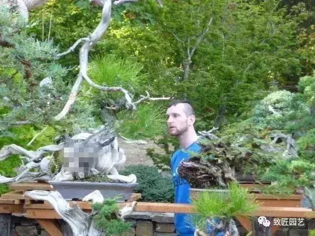 盆景早已走向世界 看看外國人怎樣玩盆景
