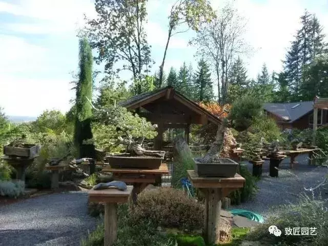 盆景早已走向世界 看看外國人怎樣玩盆景
