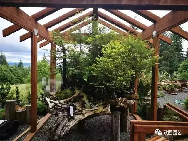 盆景早已走向世界 看看外國人怎樣玩盆景