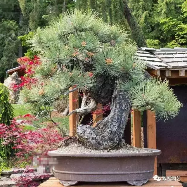 盆景早已走向世界 看看外國人怎樣玩盆景