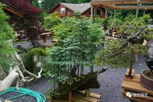 盆景早已走向世界 看看外國人怎樣玩盆景