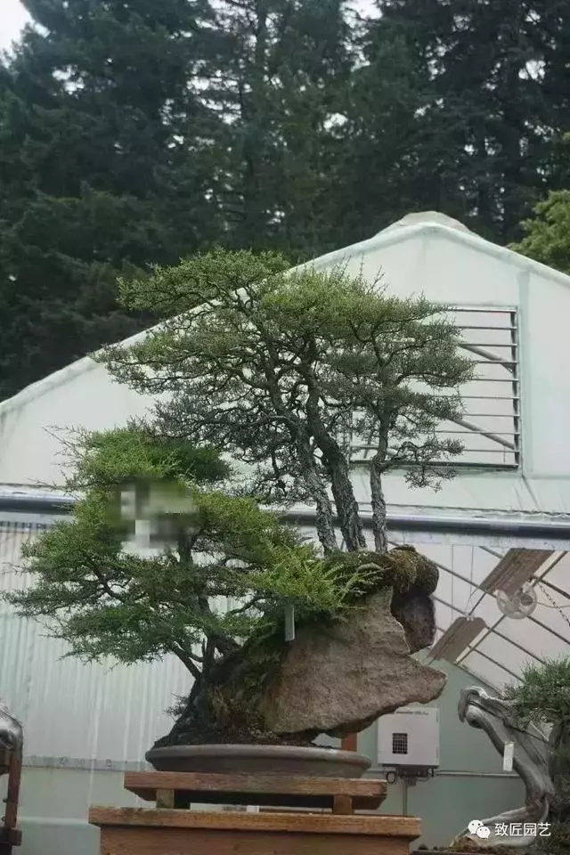 盆景早已走向世界 看看外國人怎樣玩盆景