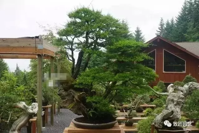 盆景早已走向世界 看看外國人怎樣玩盆景