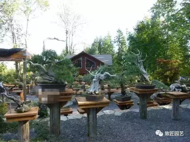 盆景早已走向世界 看看外國人怎樣玩盆景