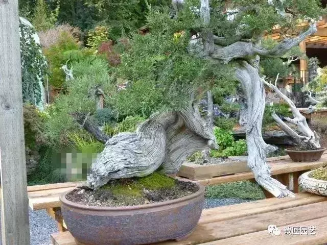 盆景早已走向世界 看看外國人怎樣玩盆景