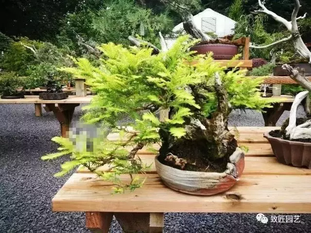 盆景早已走向世界 看看外國人怎樣玩盆景