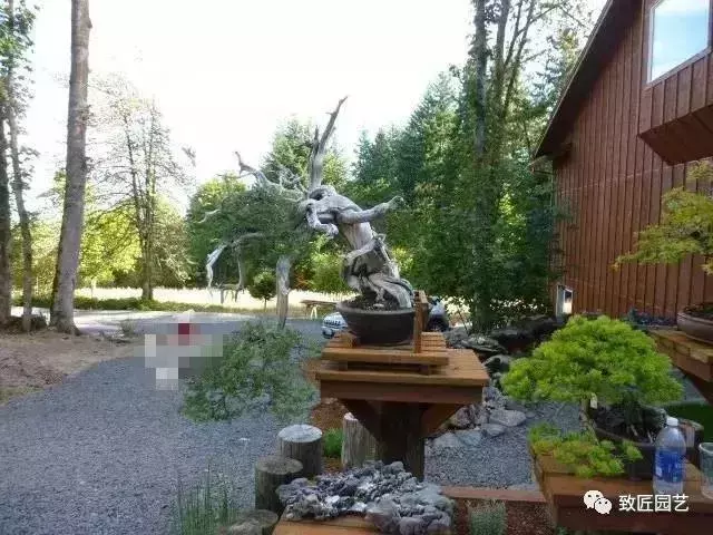盆景早已走向世界 看看外國人怎樣玩盆景