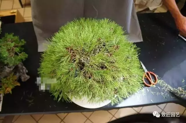 盆景早已走向世界 看看外國人怎樣玩盆景