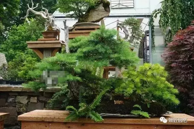 盆景早已走向世界 看看外國人怎樣玩盆景